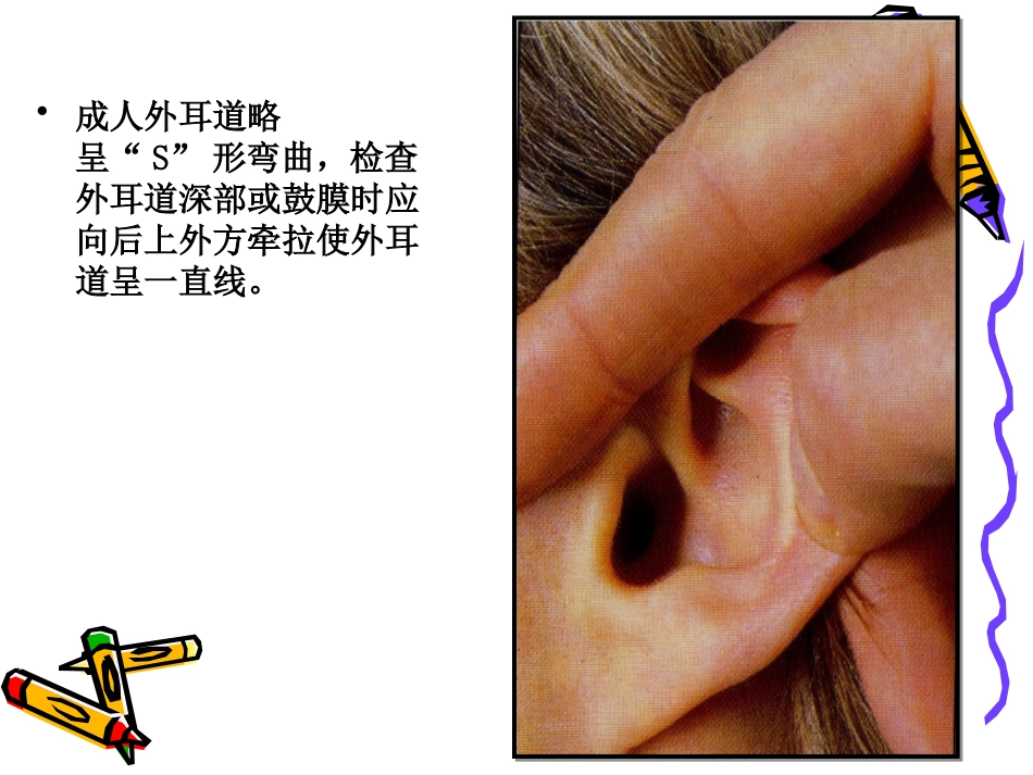 耳解剖_第7页