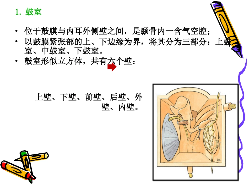 耳解剖_第9页