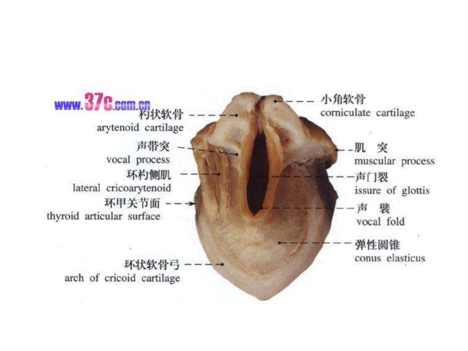 喉部解剖和生理喉肌_第10页
