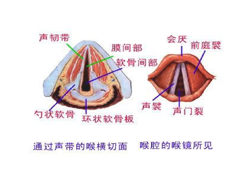 喉部解剖和生理喉肌_第11页