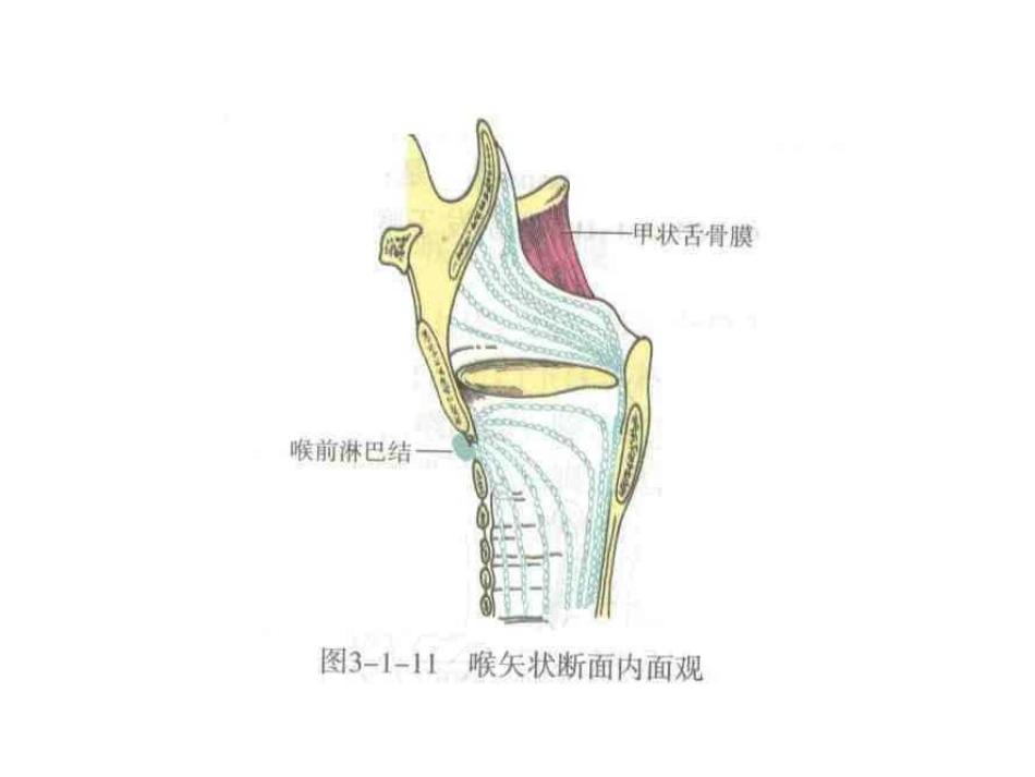 喉部解剖和生理喉肌_第13页