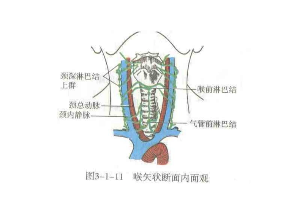 喉部解剖和生理喉肌_第14页
