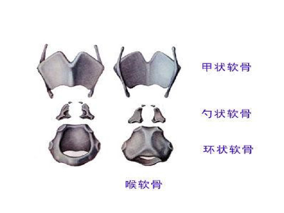 喉部解剖和生理喉肌_第2页