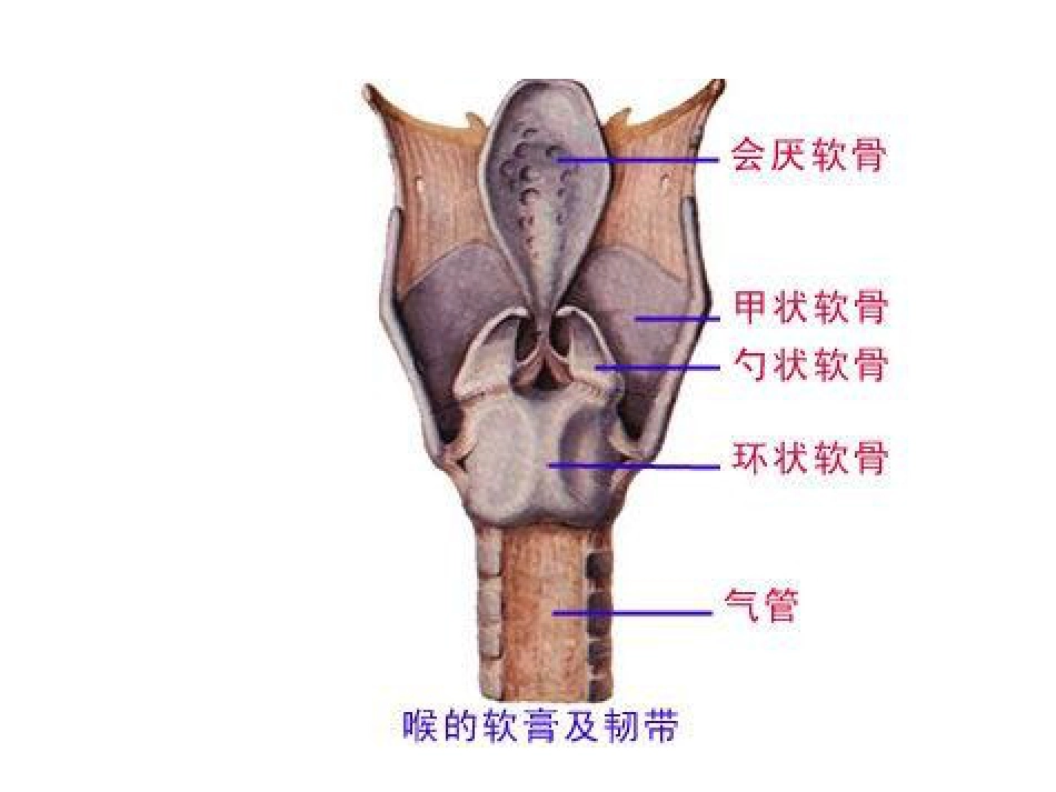 喉部解剖和生理喉肌_第3页