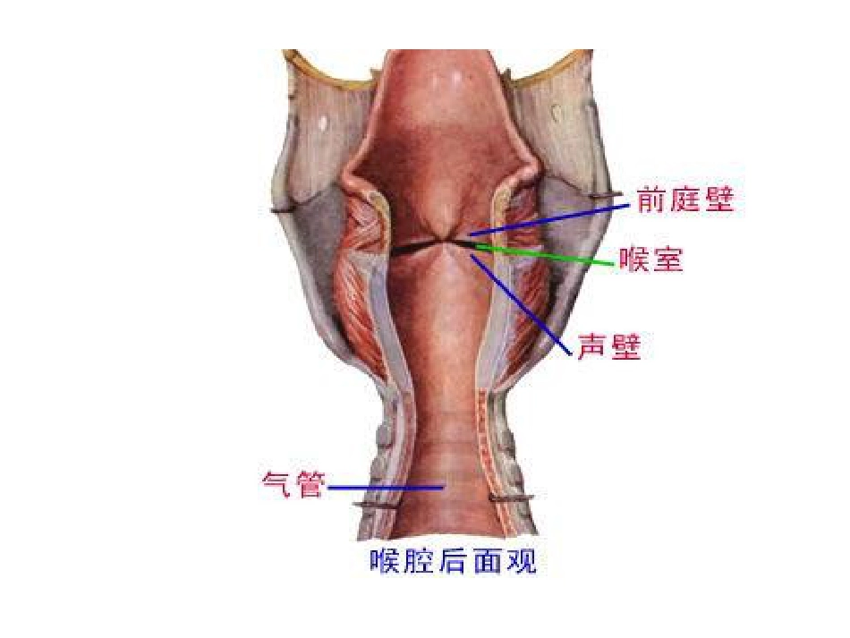 喉部解剖和生理喉肌_第4页