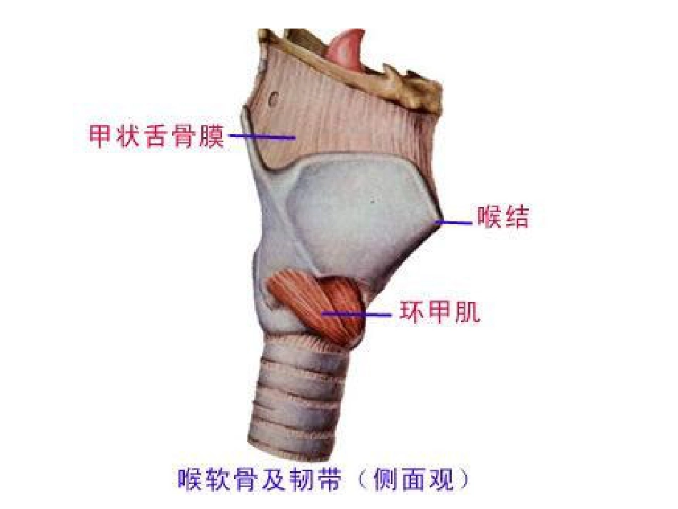 喉部解剖和生理喉肌_第5页