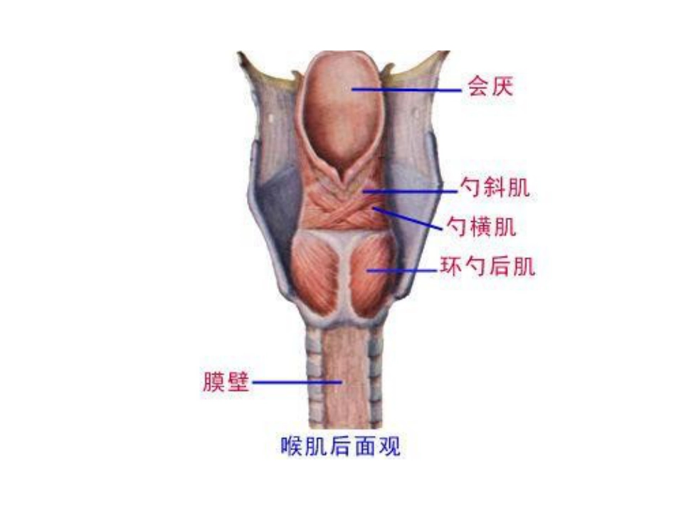喉部解剖和生理喉肌_第8页