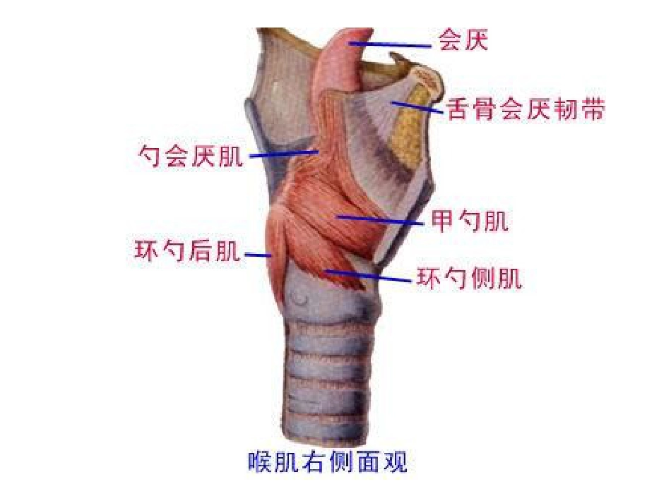 喉部解剖和生理喉肌_第9页