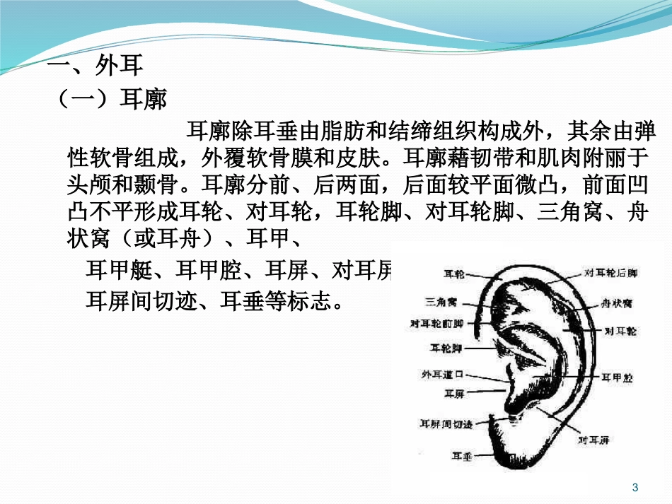 耳鼻喉的解剖及常见病PPT幻灯片_第3页