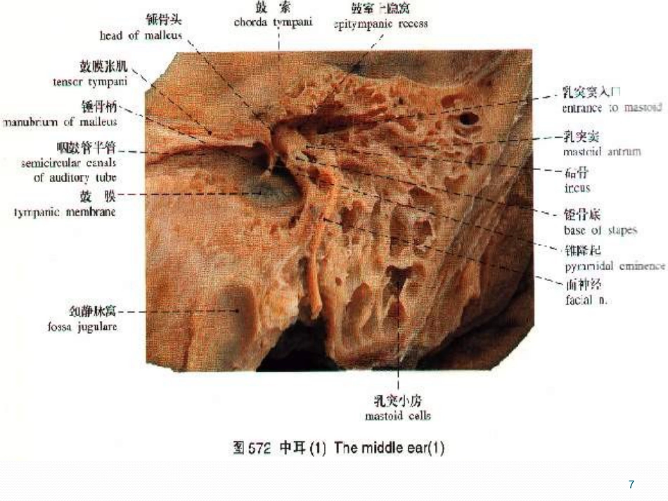耳鼻喉的解剖及常见病PPT幻灯片_第7页
