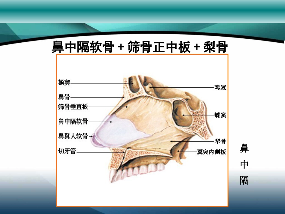 鼻中隔疾病_第4页