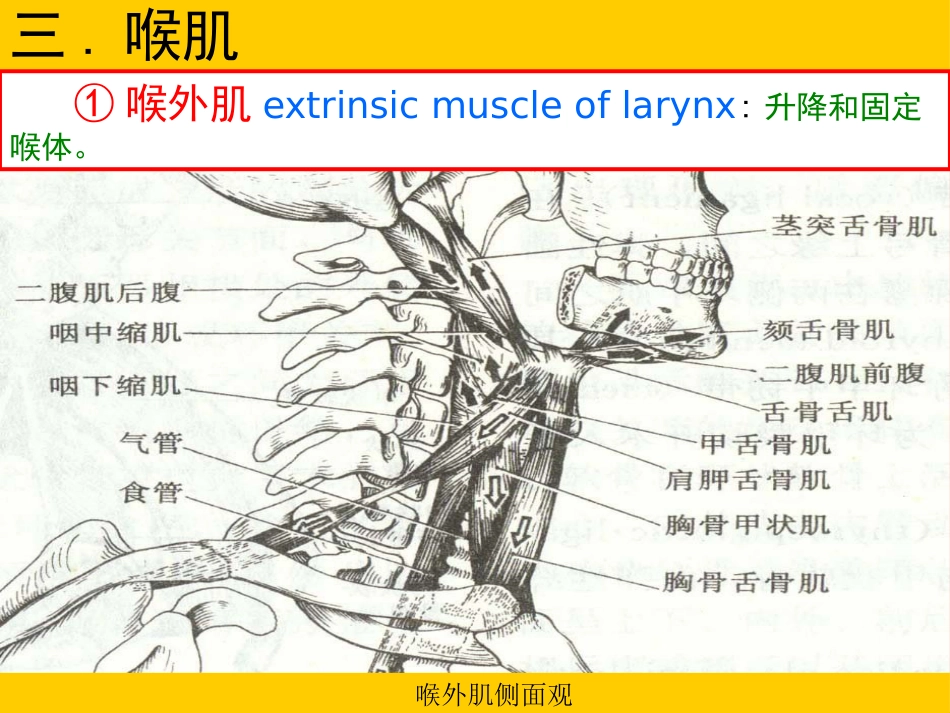 甲会厌肌杓会厌肌喉肌作用功能肌组包括肌肉开大声门外展声带_第10页