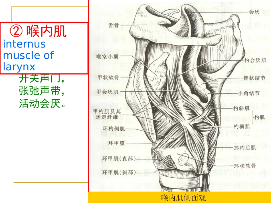 甲会厌肌杓会厌肌喉肌作用功能肌组包括肌肉开大声门外展声带_第11页
