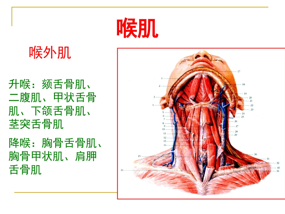 甲会厌肌杓会厌肌喉肌作用功能肌组包括肌肉开大声门外展声带_第12页