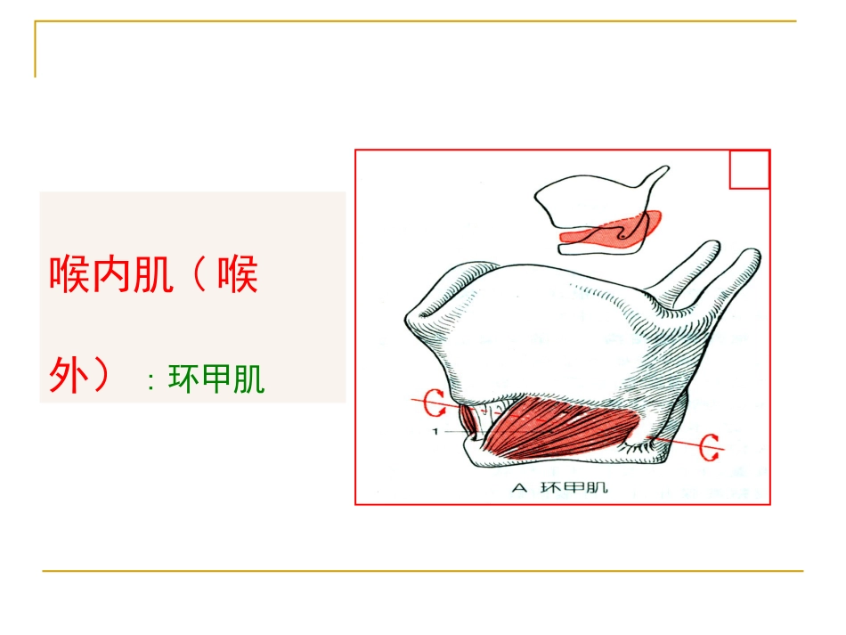 甲会厌肌杓会厌肌喉肌作用功能肌组包括肌肉开大声门外展声带_第13页