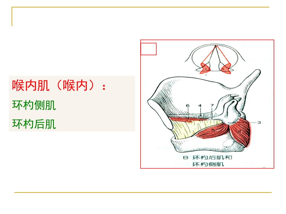 甲会厌肌杓会厌肌喉肌作用功能肌组包括肌肉开大声门外展声带_第14页