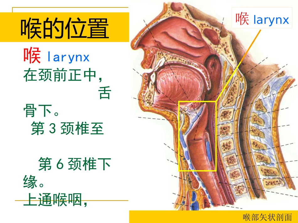 甲会厌肌杓会厌肌喉肌作用功能肌组包括肌肉开大声门外展声带_第2页