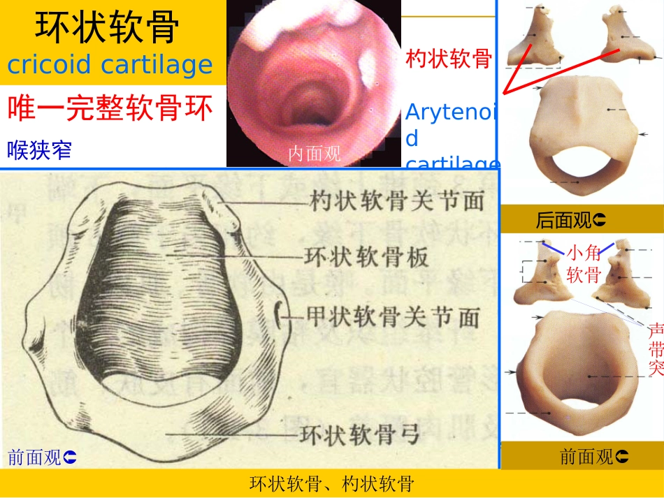 甲会厌肌杓会厌肌喉肌作用功能肌组包括肌肉开大声门外展声带_第7页