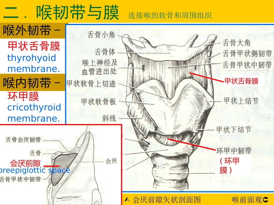 甲会厌肌杓会厌肌喉肌作用功能肌组包括肌肉开大声门外展声带_第8页