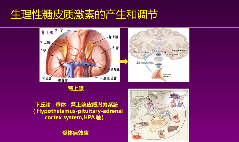 甲强龙PIM幻灯-耳鼻喉科_第3页