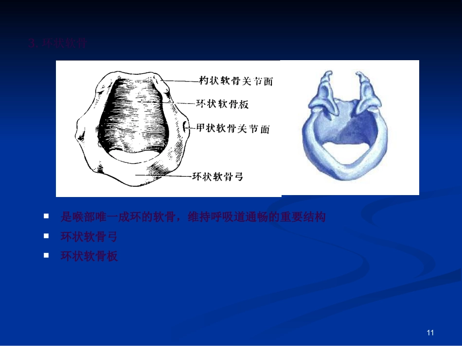 喉科学ppt课件_第11页