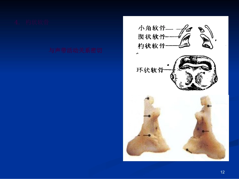 喉科学ppt课件_第12页