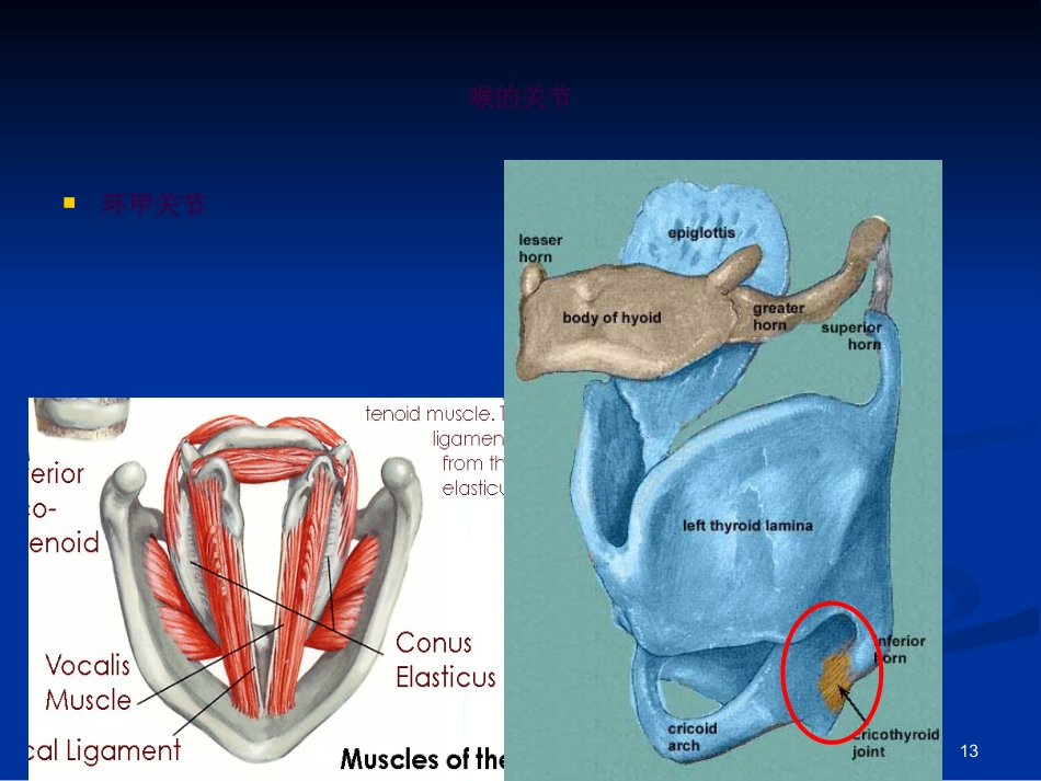 喉科学ppt课件_第13页
