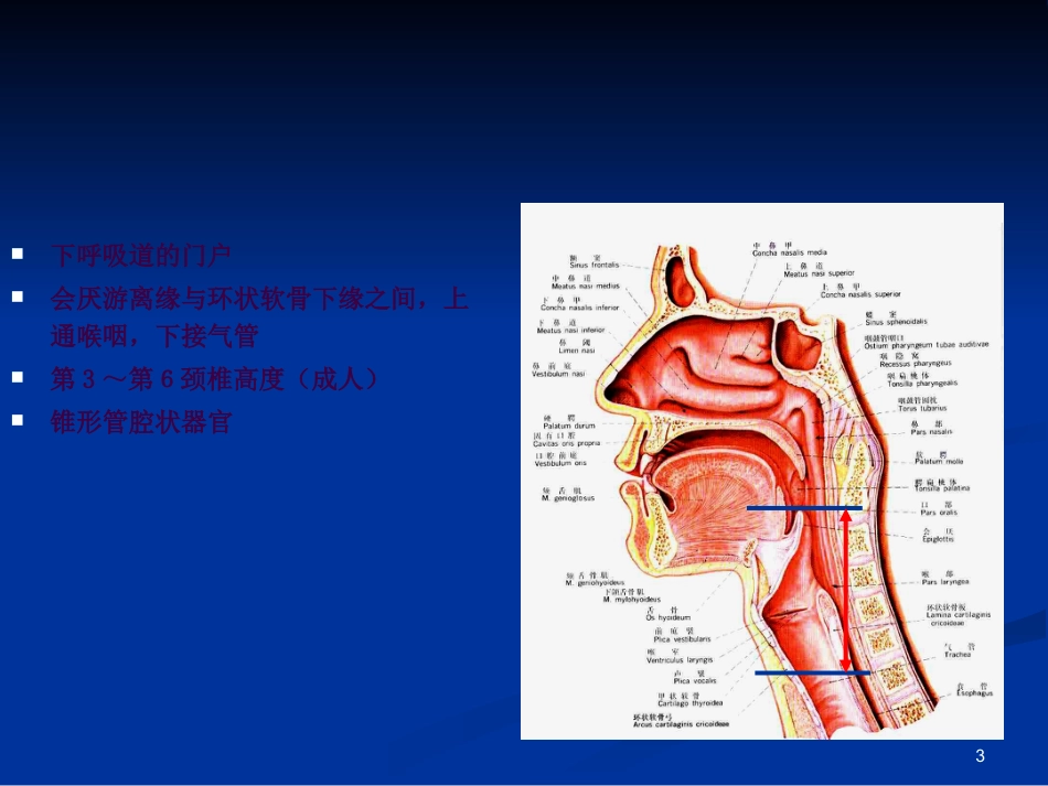 喉科学ppt课件_第3页