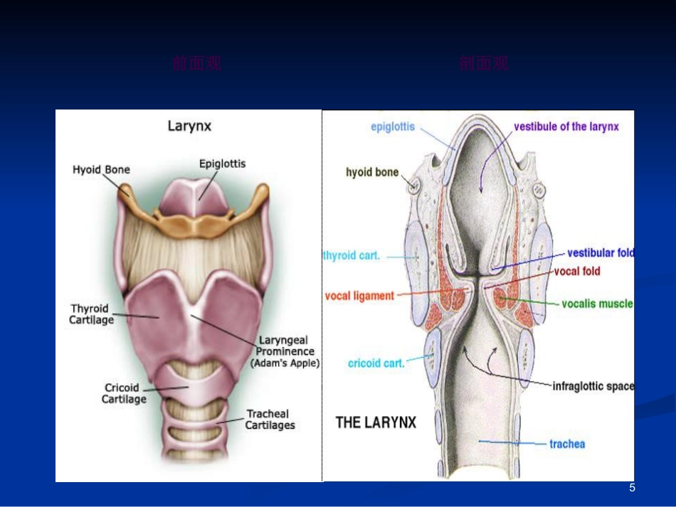 喉科学ppt课件_第5页