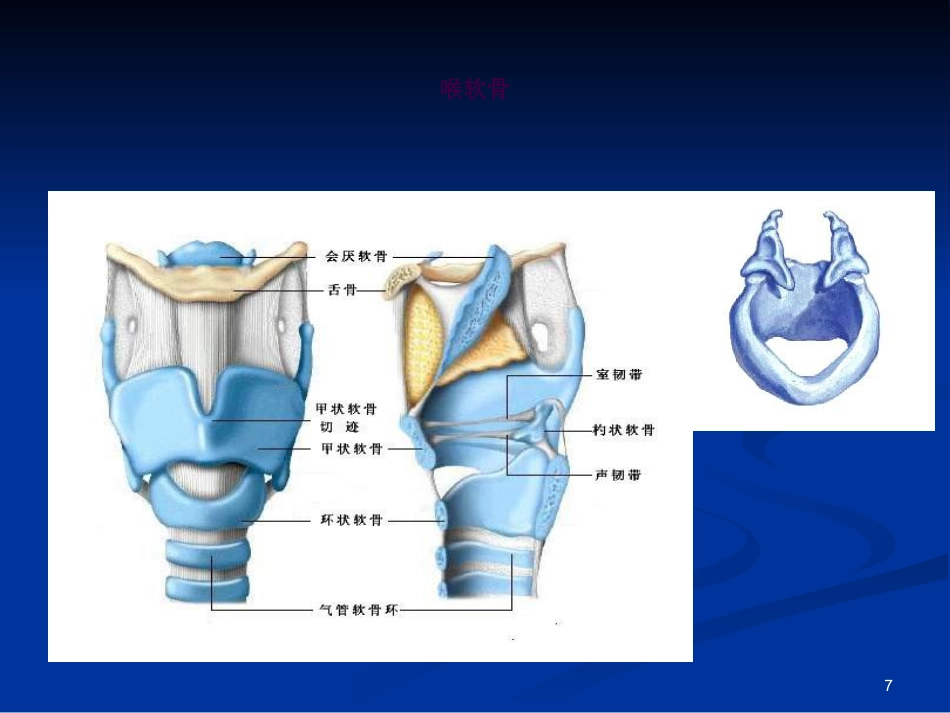 喉科学ppt课件_第7页
