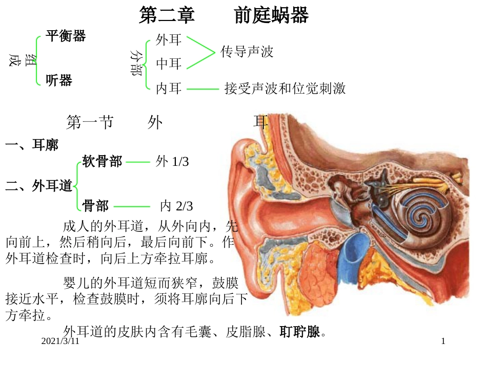 耳部解剖示意图_第1页