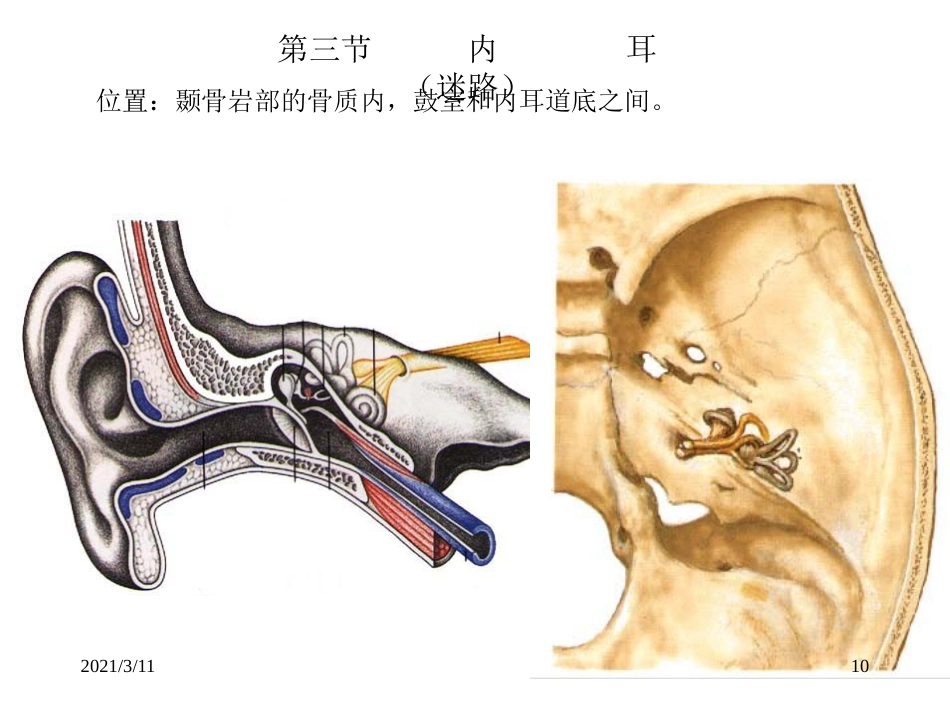 耳部解剖示意图_第10页
