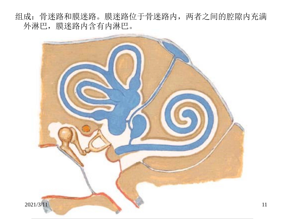 耳部解剖示意图_第11页