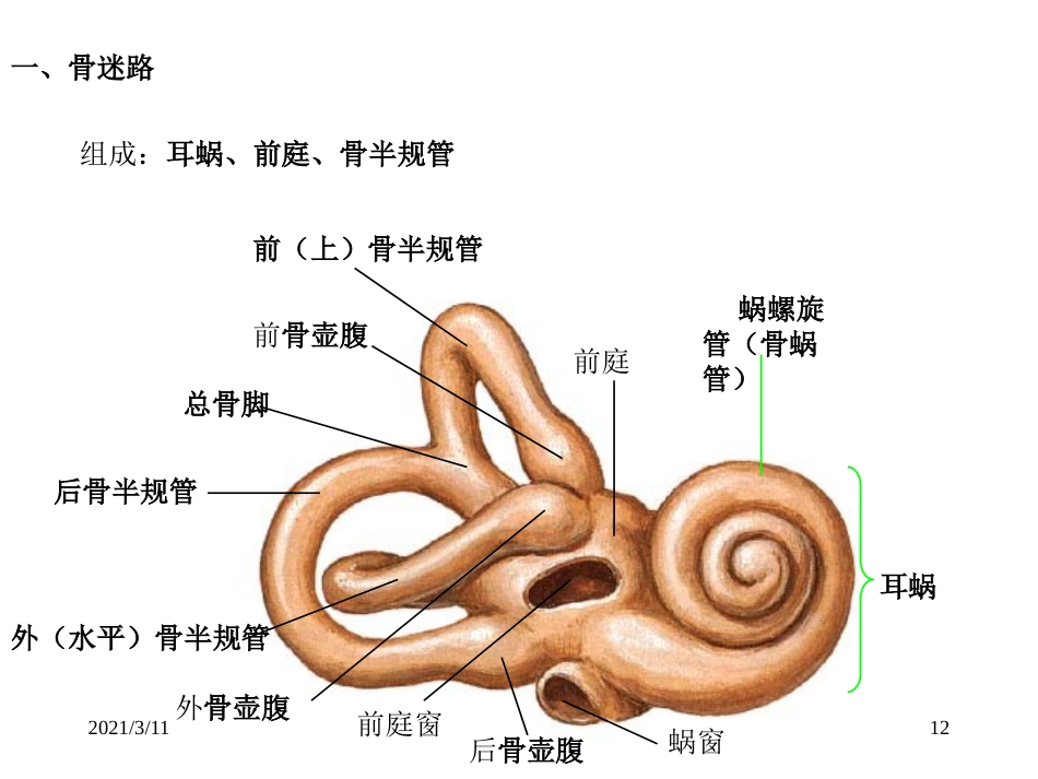 耳部解剖示意图_第12页