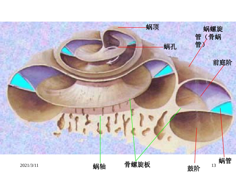 耳部解剖示意图_第13页