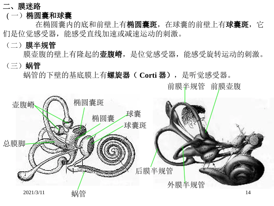 耳部解剖示意图_第14页