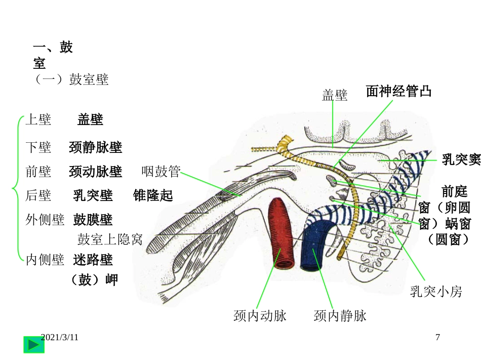 耳部解剖示意图_第7页