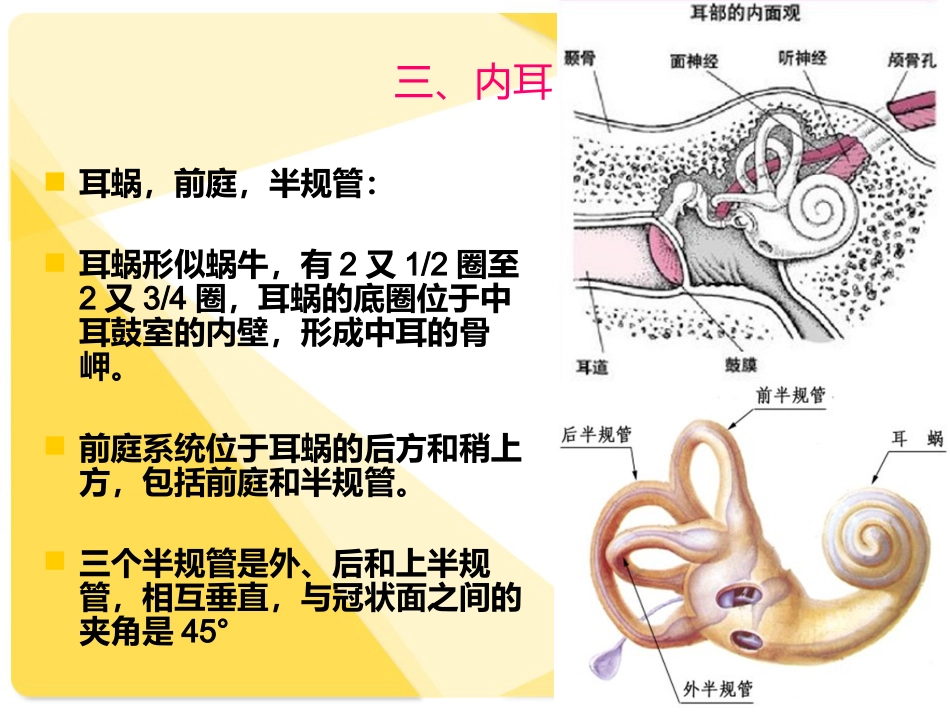 耳部解剖及常见疾病诊断_第13页