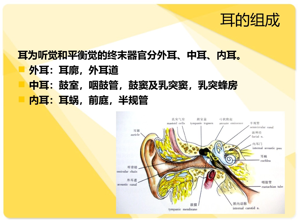 耳部解剖及常见疾病诊断_第2页