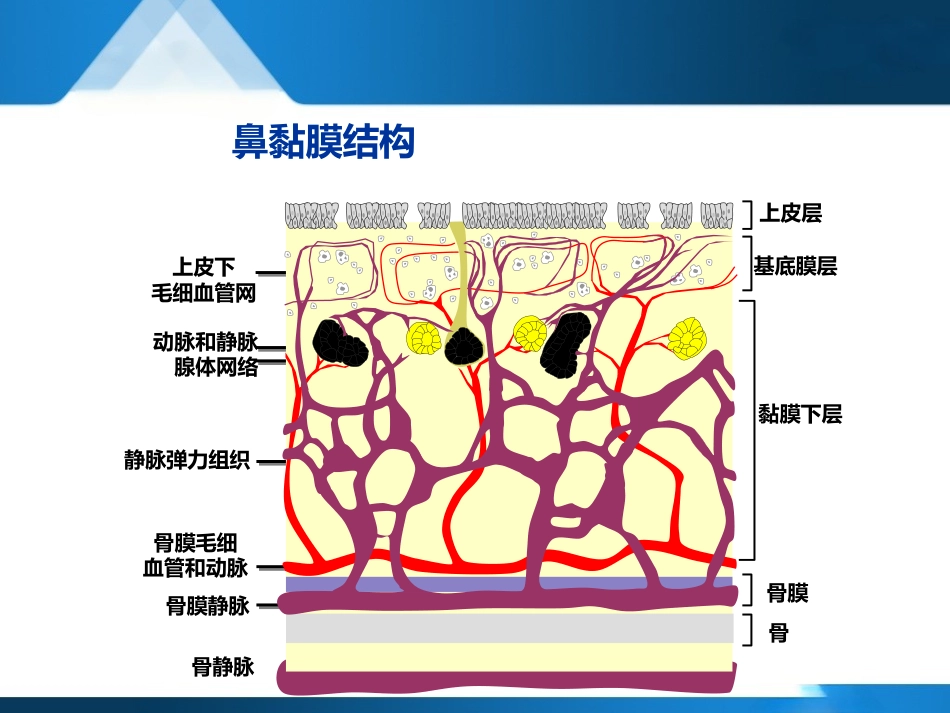 变应性鼻炎聚焦超声治疗--forsale_第6页