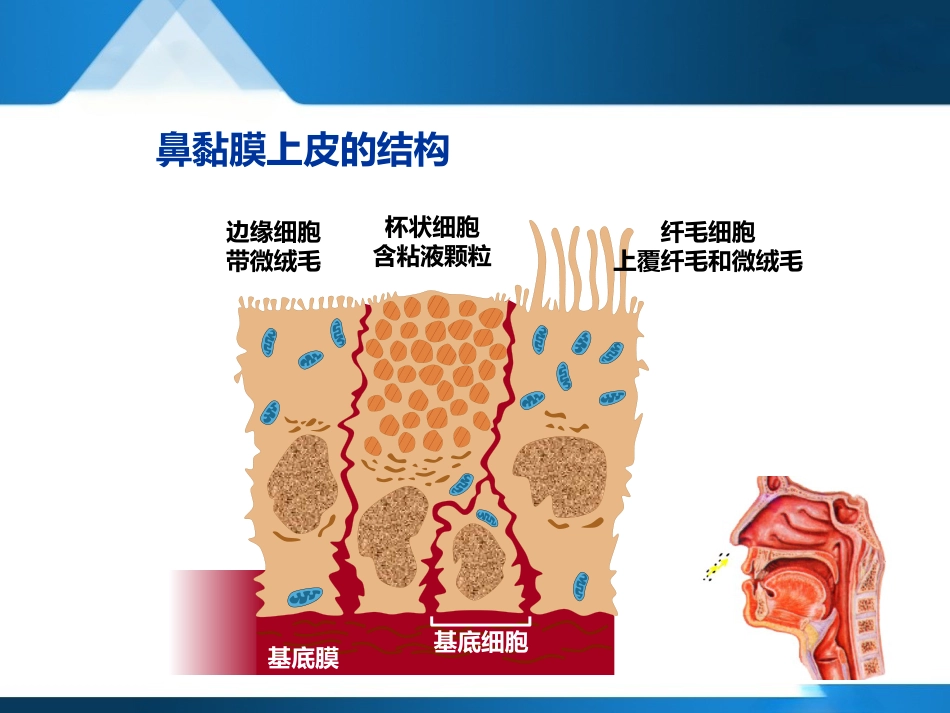 变应性鼻炎聚焦超声治疗--forsale_第7页