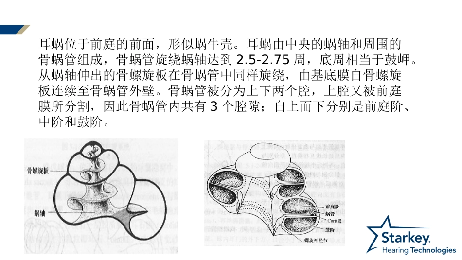 耳部解剖及生理_第10页