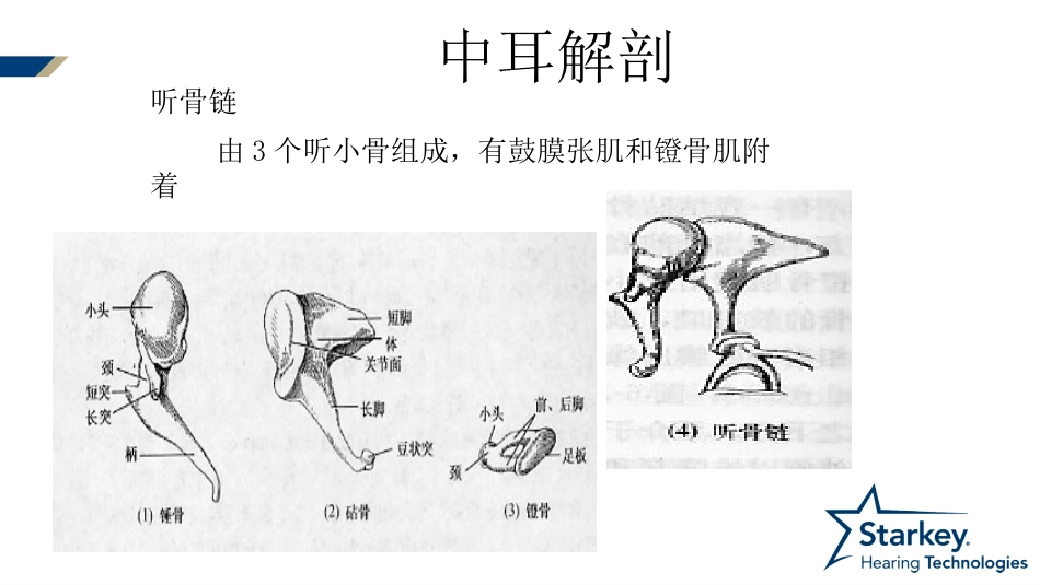 耳部解剖及生理_第6页
