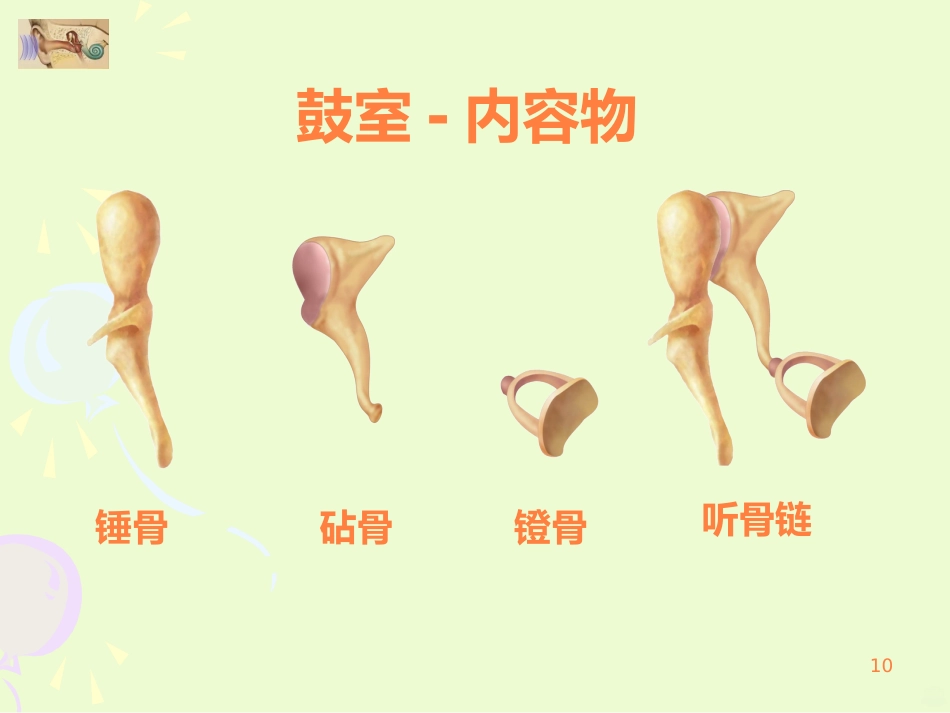 耳的结构与生理ppt课件_第10页