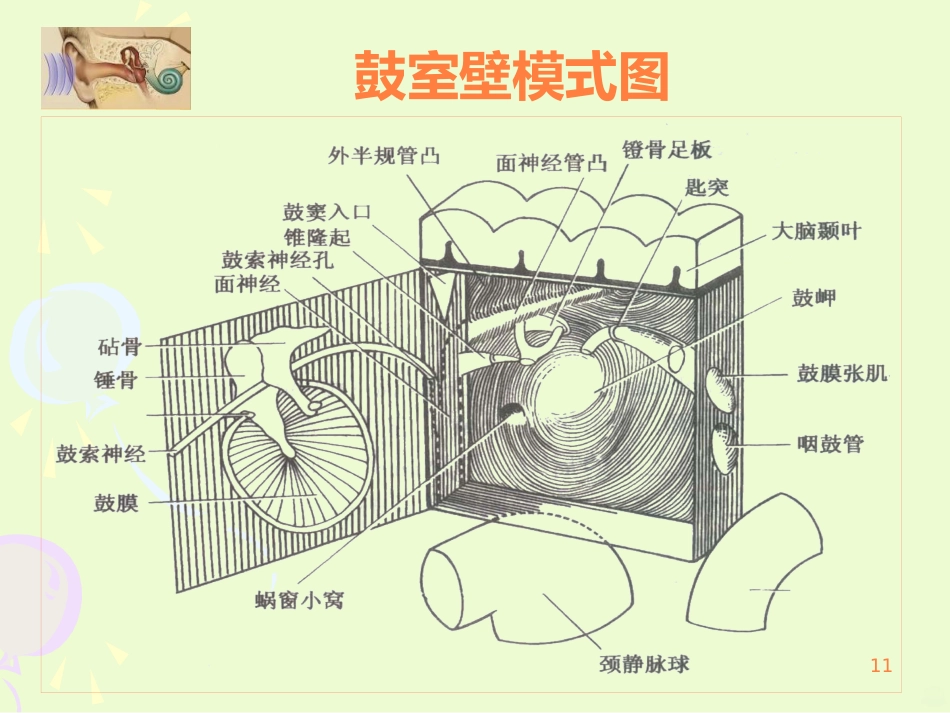 耳的结构与生理ppt课件_第11页