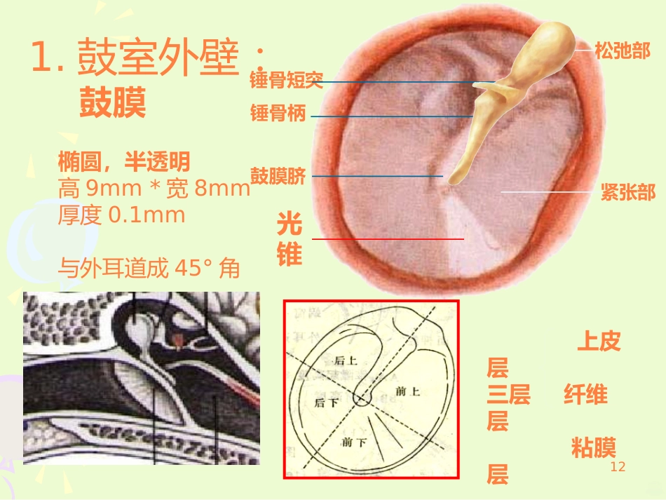 耳的结构与生理ppt课件_第12页