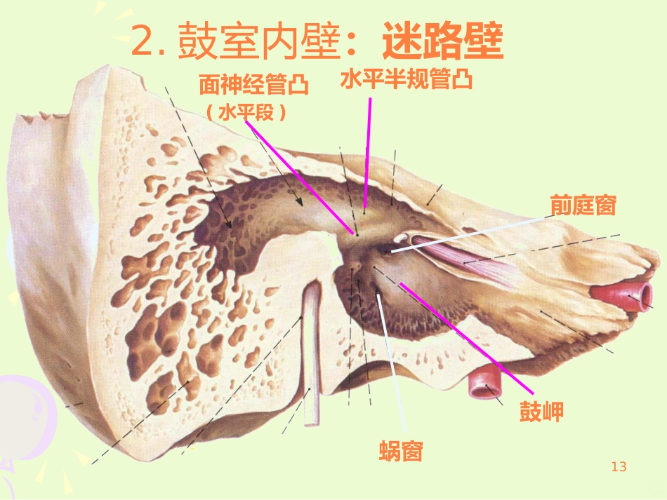 耳的结构与生理ppt课件_第13页