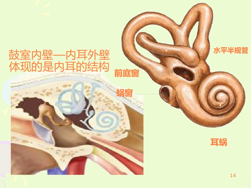 耳的结构与生理ppt课件_第14页
