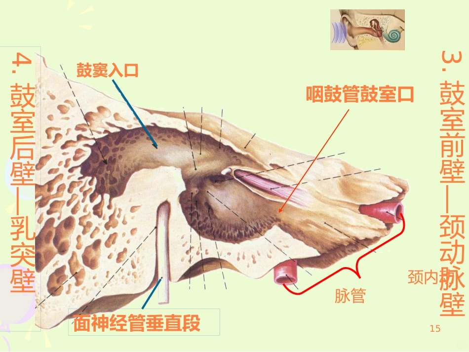耳的结构与生理ppt课件_第15页