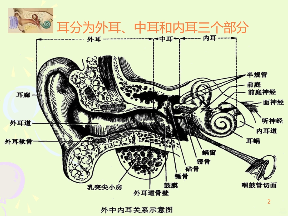 耳的结构与生理ppt课件_第2页